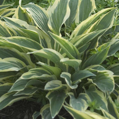 Trvalky - Bohyška 'Lakeside Dragonfly' 11cm