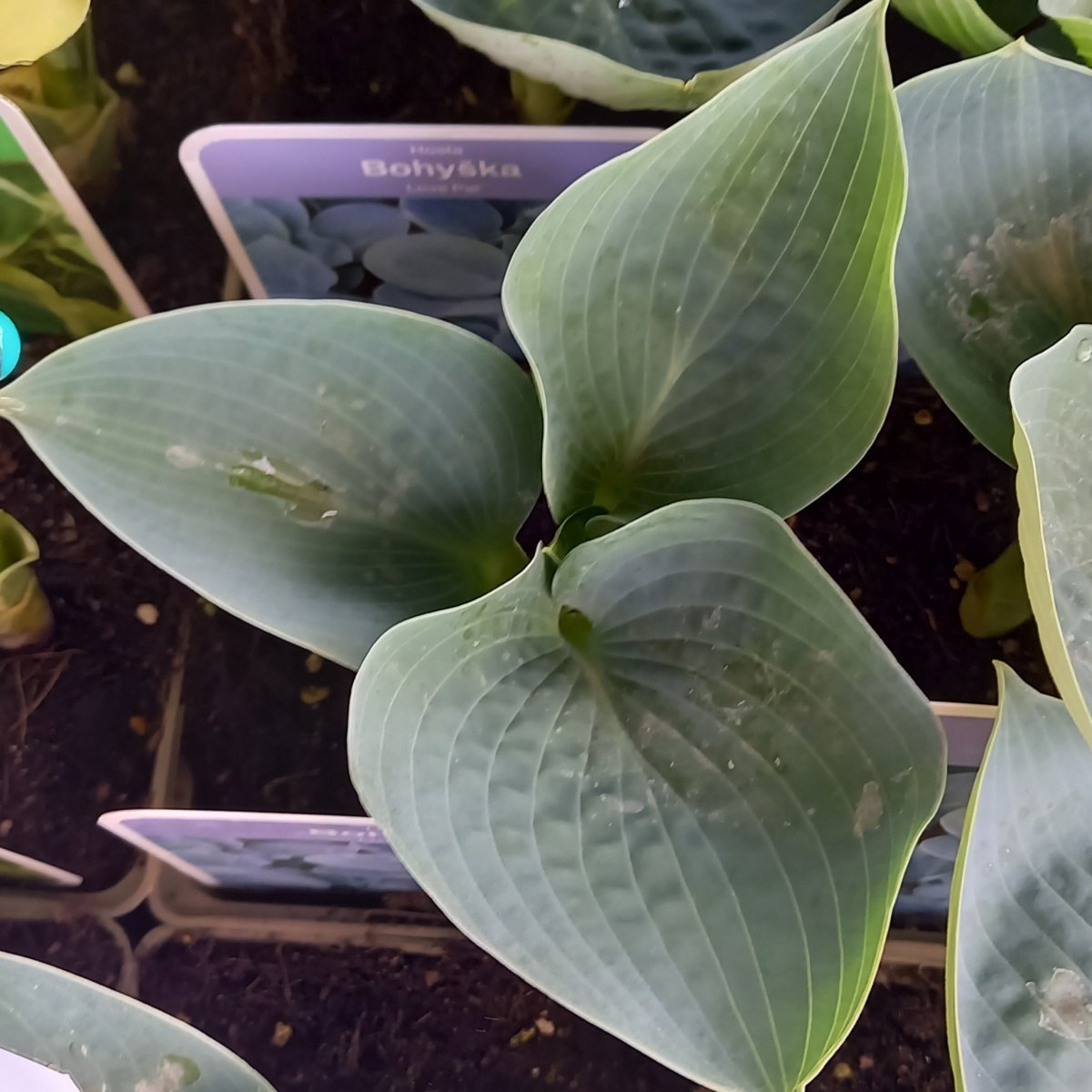 Stínomilné - Bohyška Love Pat květináč 11cm