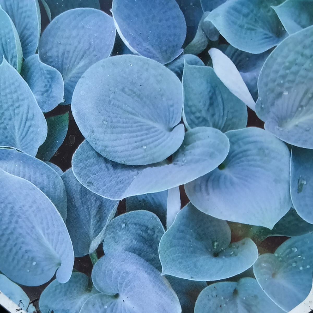 Bohyška Love Pat květináč 11cm-0