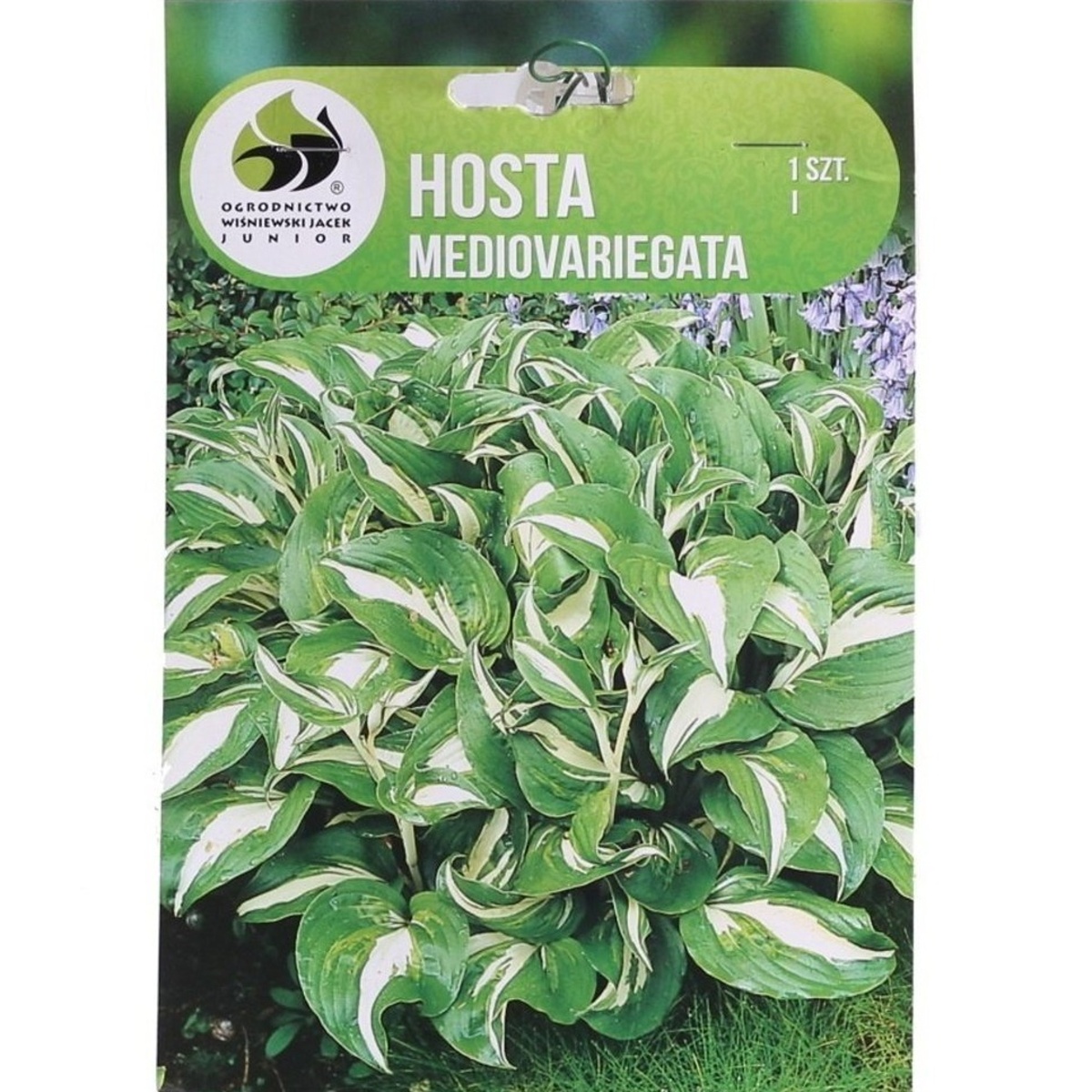 Bohyšky - Bohyška Mediovariegata 1ks