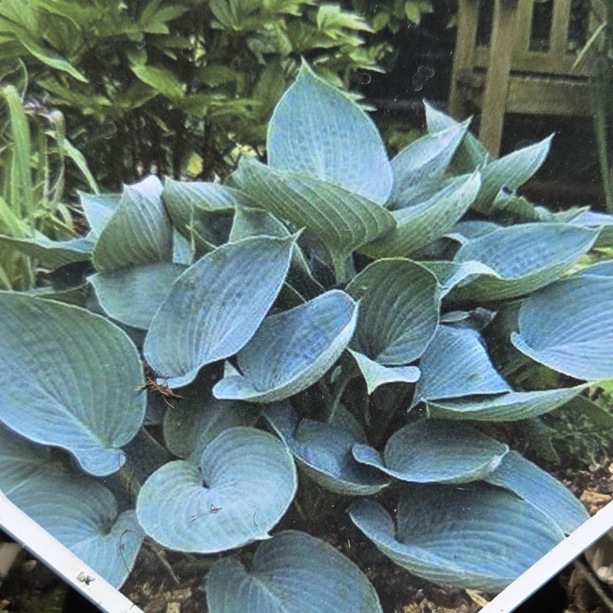 Stínomilné - Bohyška Moody Blues květináč 11cm