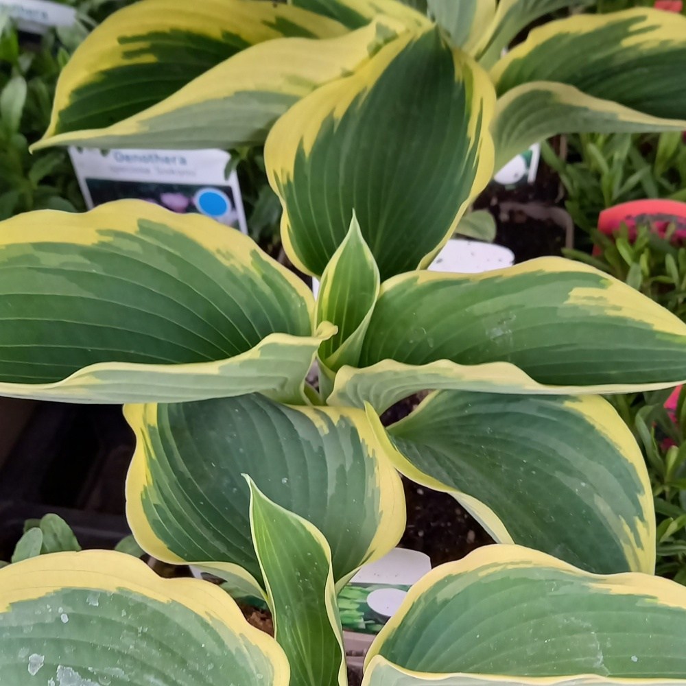 Stínomilné - Bohyška Northern Exposure květináč 11cm