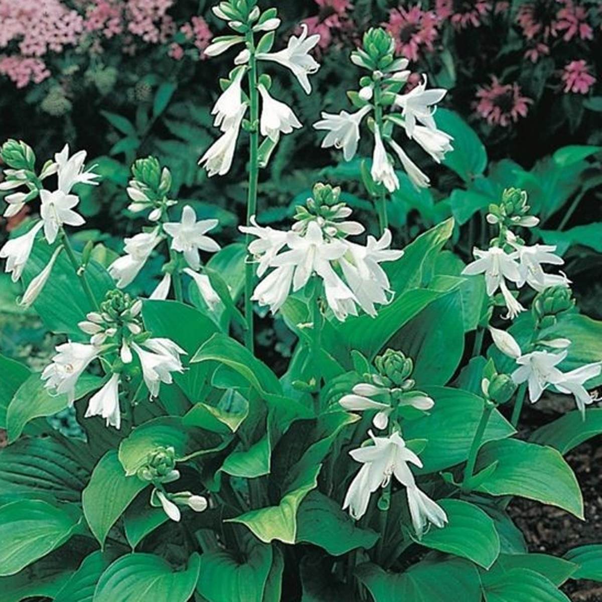 Stínomilné - Bohyška Royal Standart květináč 9cm