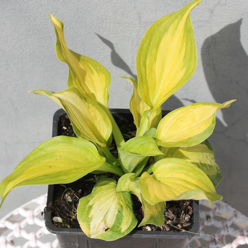 Trvalky - Bohyška sieboldova Lakeside Banana Bay 11cm