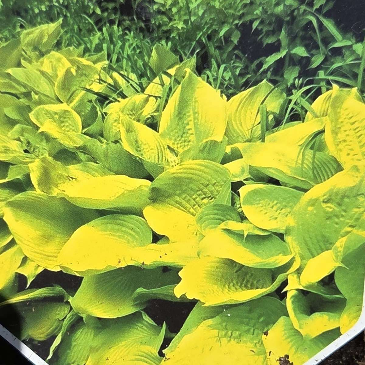 Stínomilné - Bohyška Sunny Halcyon květináč 11cm