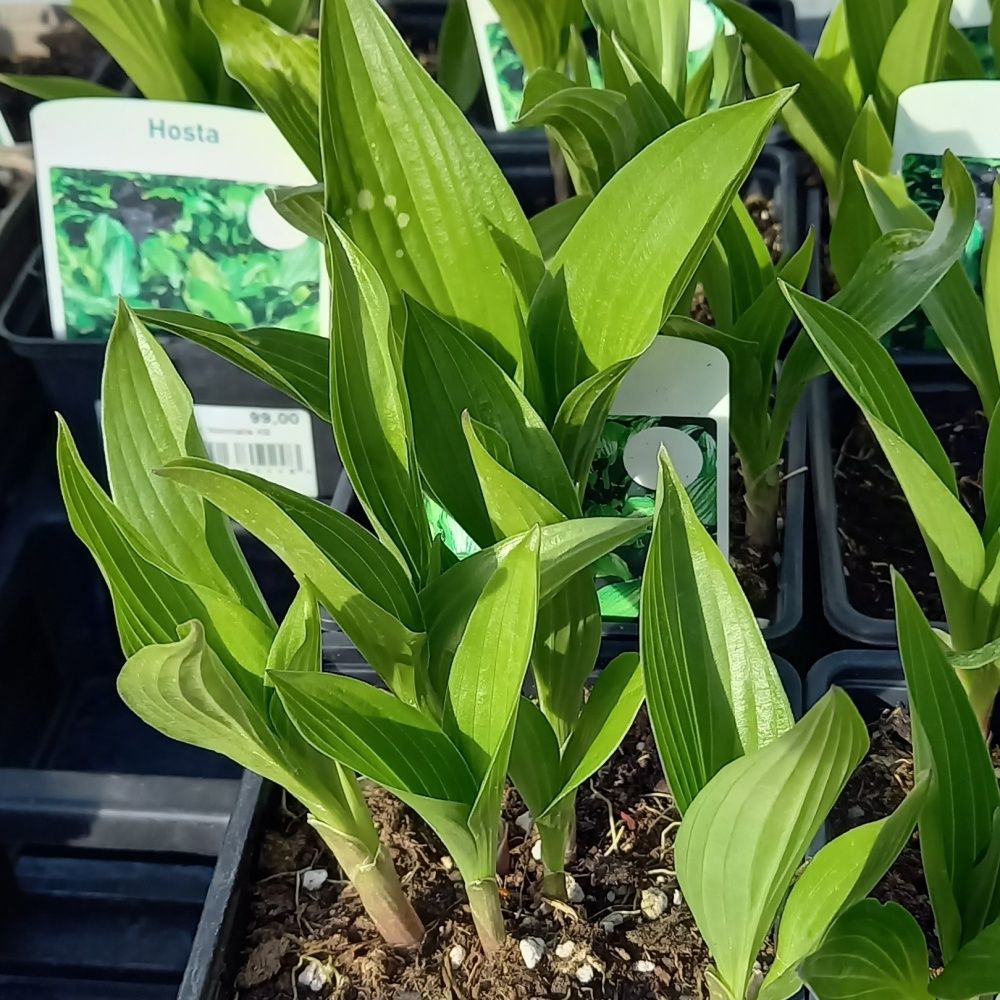Trvalky - Bohyška var. Normalis 9cm