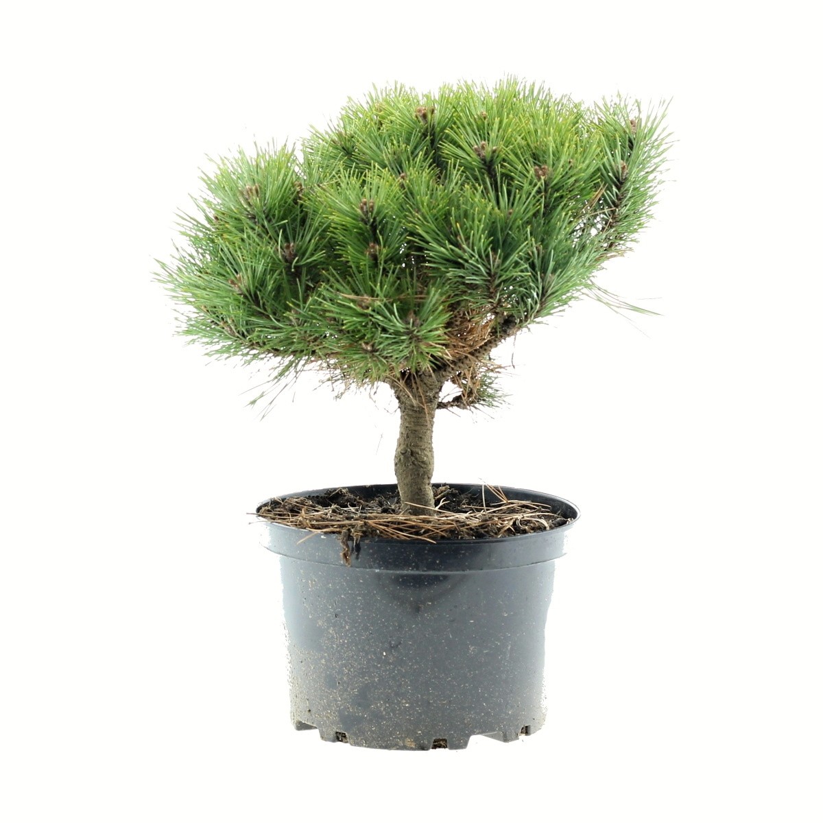 Zakrsle rostoucí jehličnany - Borovice Bambino 4 litry