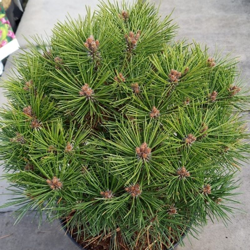 Borovice Bambino 4 litry-0