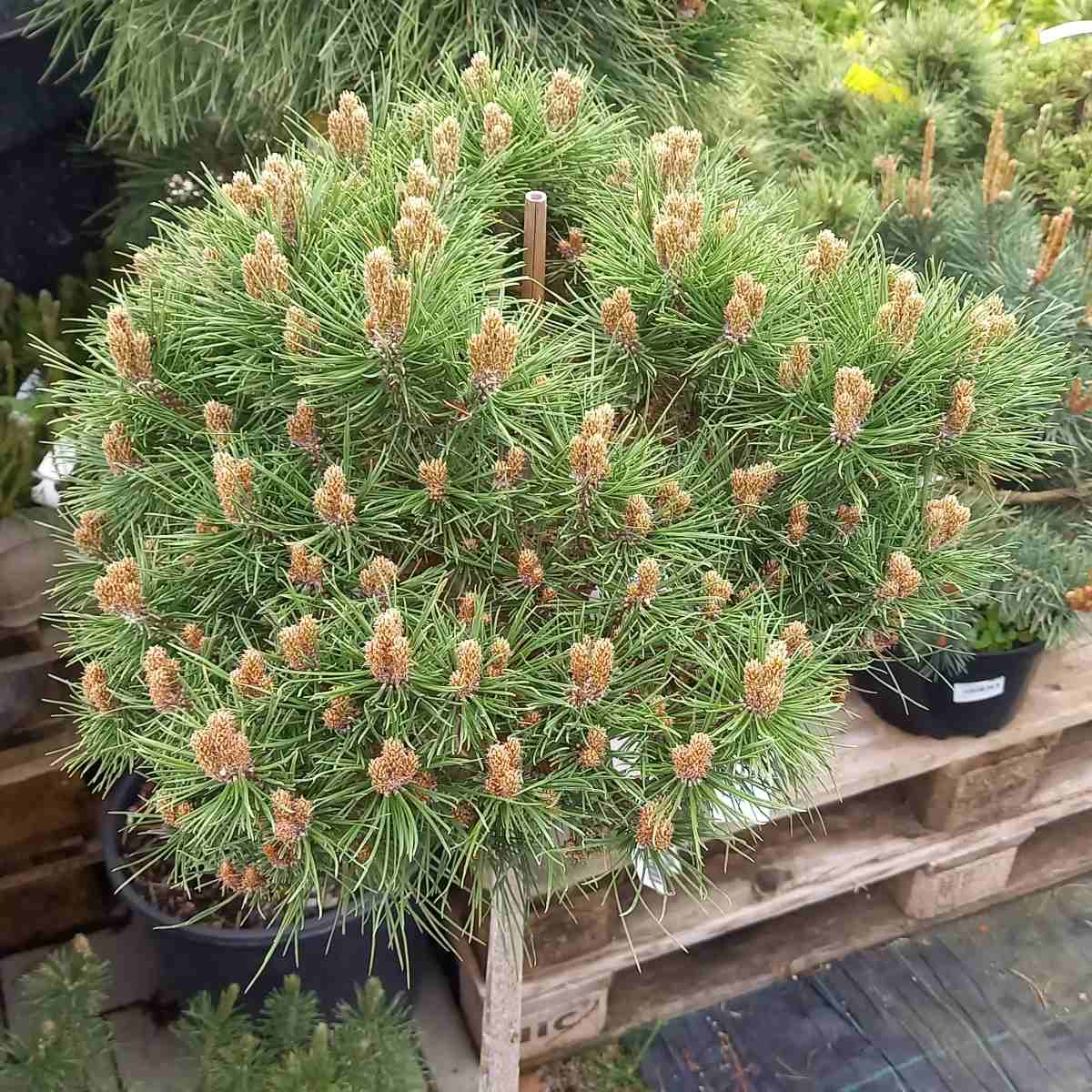 Zakrsle rostoucí jehličnany - Borovice Bambino kmínek 80cm, 4 litry