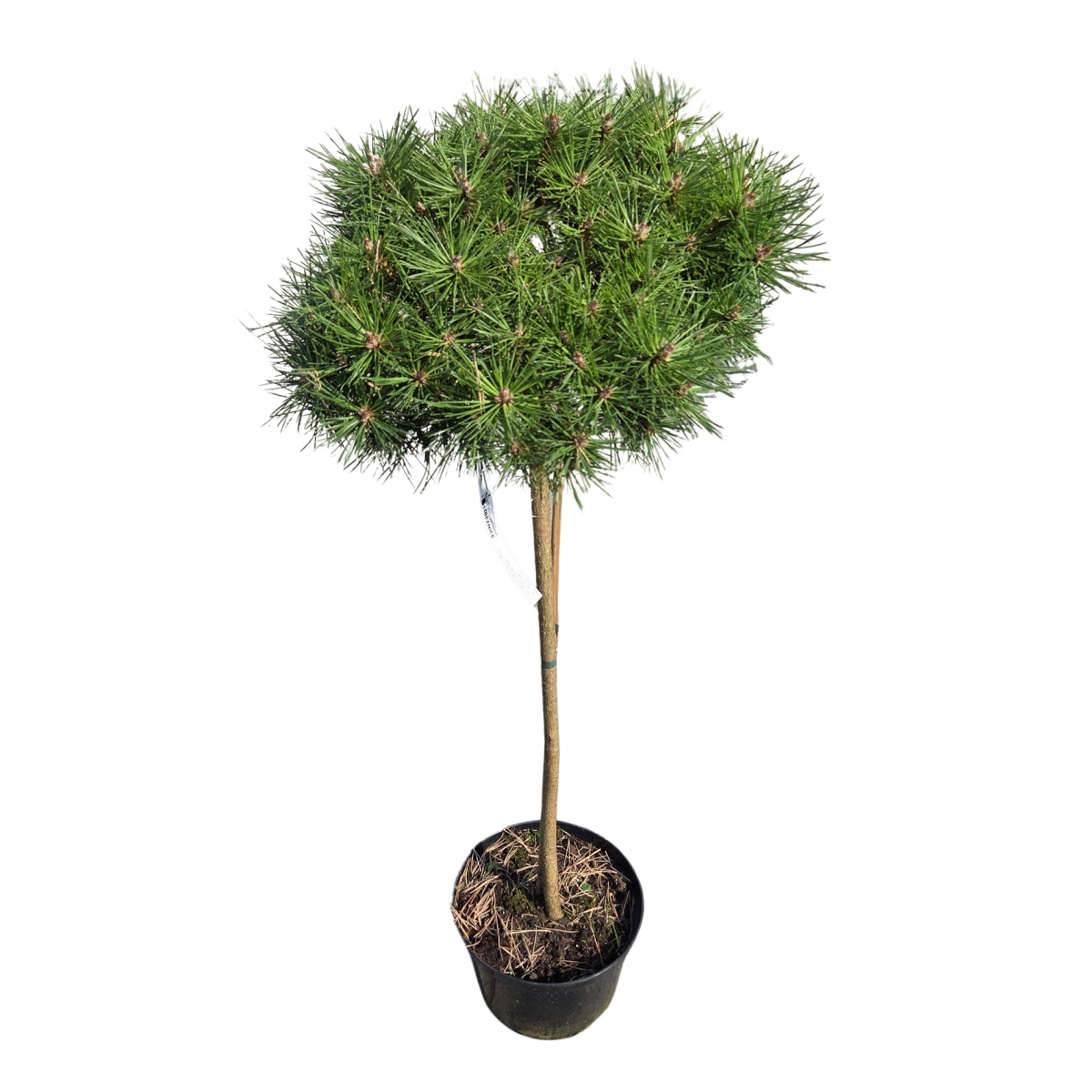 Zakrsle rostoucí jehličnany - Borovice Bambino kmínek, květináč 4 litry