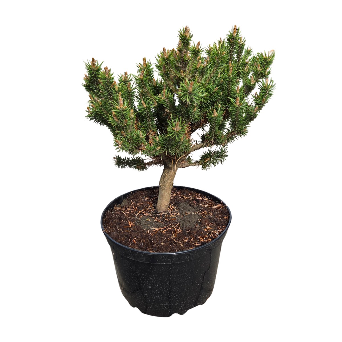 Zakrsle rostoucí jehličnany - Borovice Banksova Banská Štiavnica výška 30/40cm, květináč 4 litry