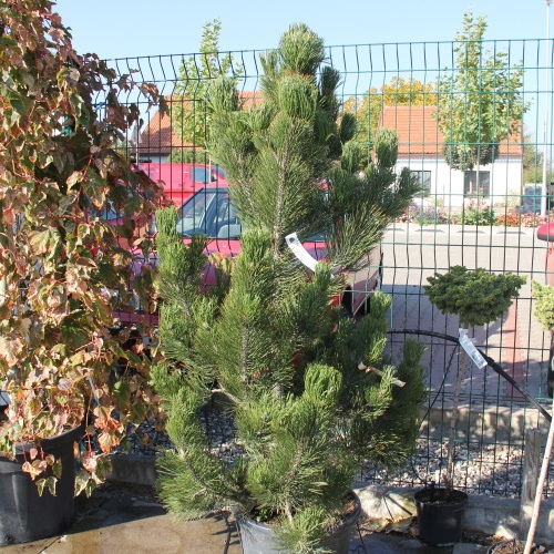 Vzrůstné jehličnany - Borovice bělokorá 125/150