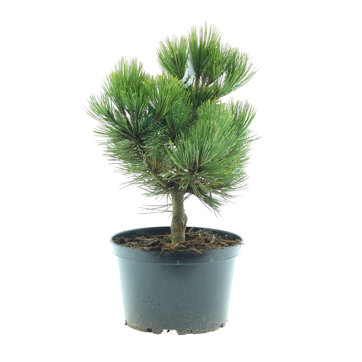 Zakrsle rostoucí jehličnany - Borovice bělokorá Compact Gem 3 litry