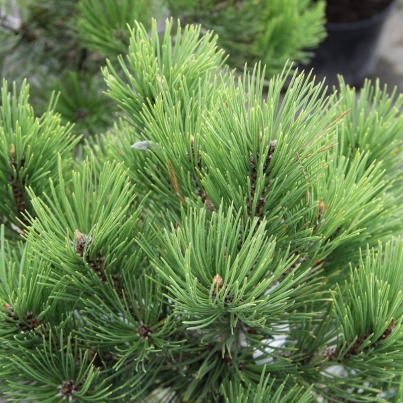 Borovice bělokorá Compact Gem 3 litry-0