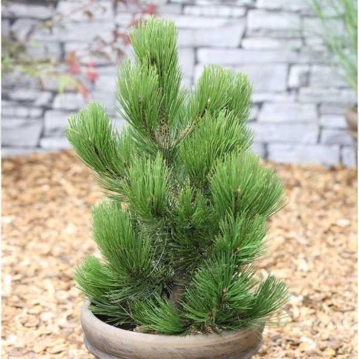 Zakrsle rostoucí jehličnany - Borovice bělokorá 'Compact Gem' 4 litry