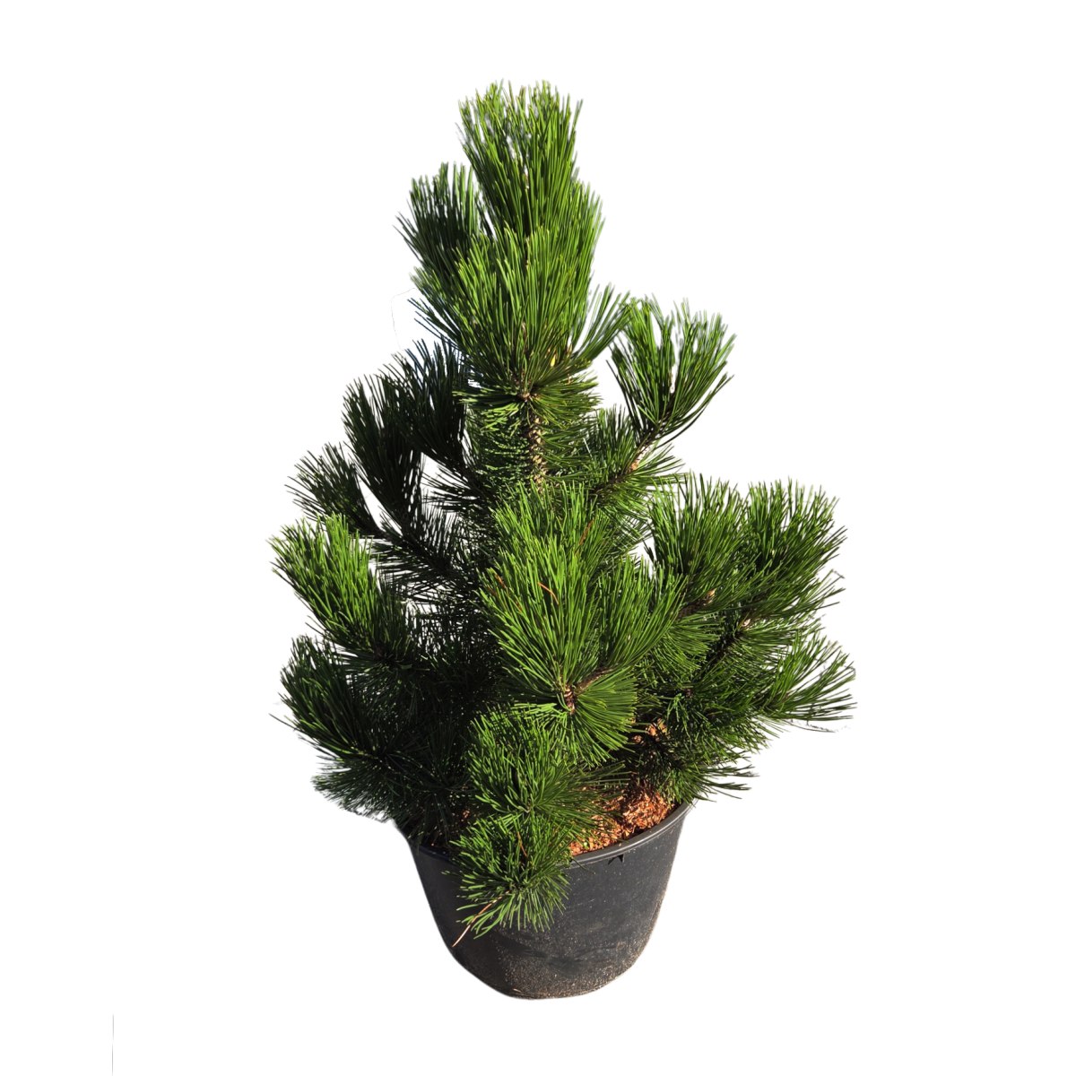 Zakrsle rostoucí jehličnany - Borovice bělokorá Compact Gem výška 50/60cm, květináč 20 litrů