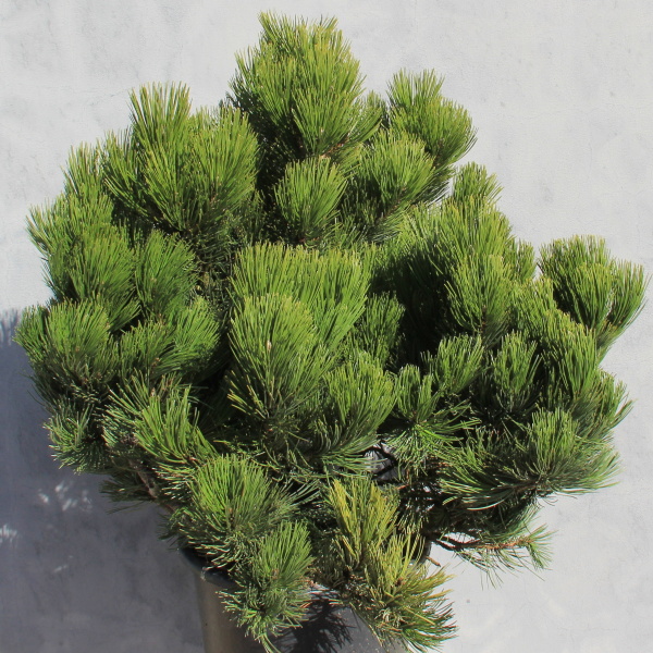 Zakrsle rostoucí jehličnany - Borovice bělokorá 'Compacta Gem' 25 litrů