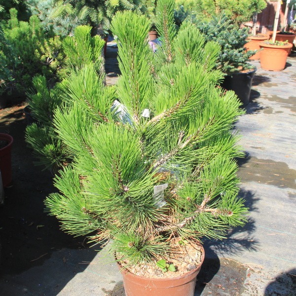 Zakrsle rostoucí jehličnany - Borovice bělokorá 'Den Ouden' 4 litry