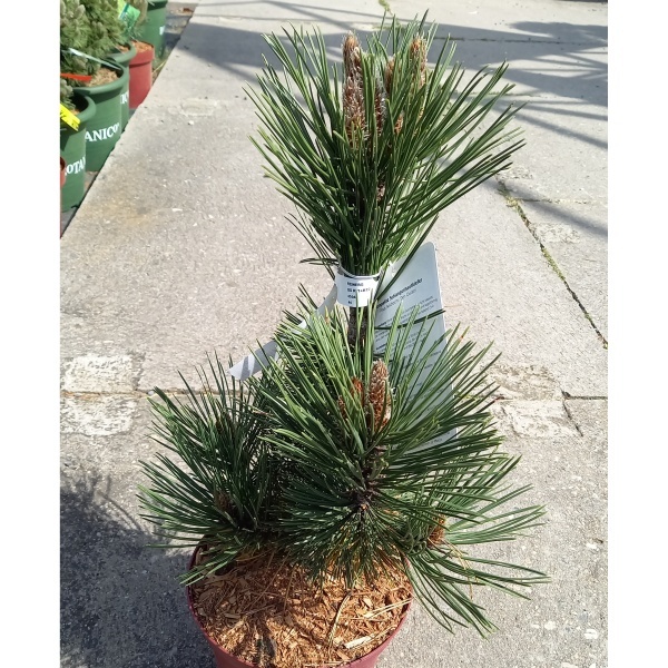 Zakrsle rostoucí jehličnany - Borovice bělokorá 'Den Ouden' výška 25/30cm, 3 litry