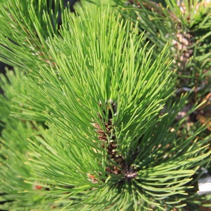 Zakrsle rostoucí jehličnany - Borovice bělokorá 'Den Ouden' výška 40/60cm, květináč 15 litrů