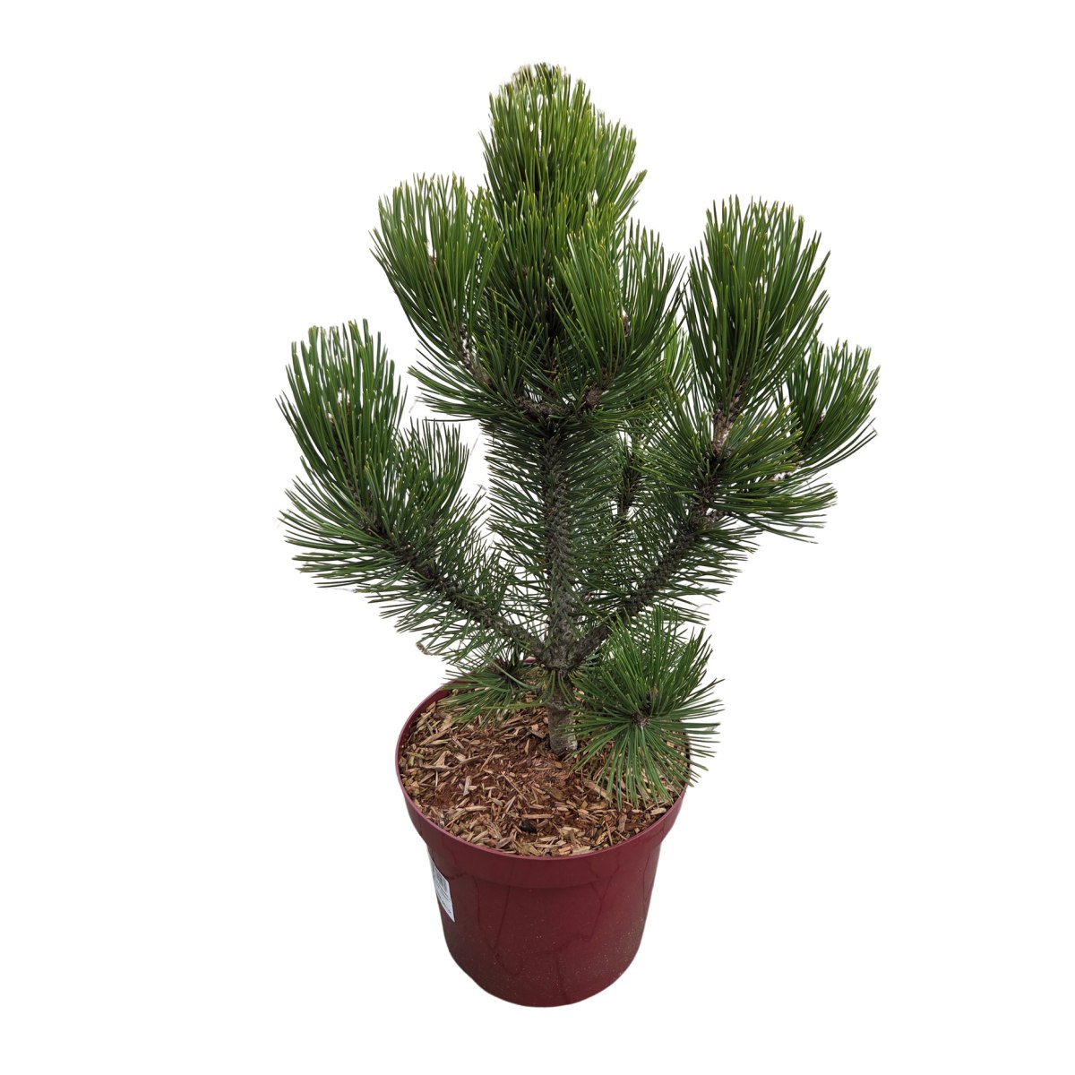 Vzrůstné jehličnany - Borovice bělokorá Helmers Japan výška 50/60cm, květináč 7,5 litru