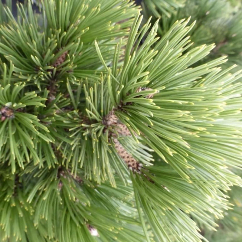 Zakrsle rostoucí jehličnany - Borovice bělokorá 'Irish Bell' výška 20/30cm, květináč 5 litrů