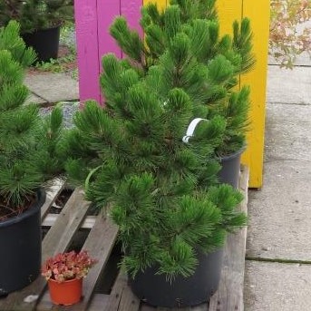 Vzrůstné jehličnany - Borovice bělokorá květináč 30 litrů, výška 60/80cm, větve od spodu, stromek