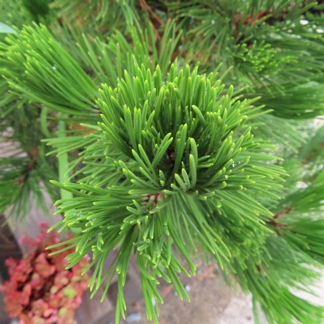 Borovice bělokorá květináč 30 litrů, výška 60/80cm, větve od spodu, stromek-0