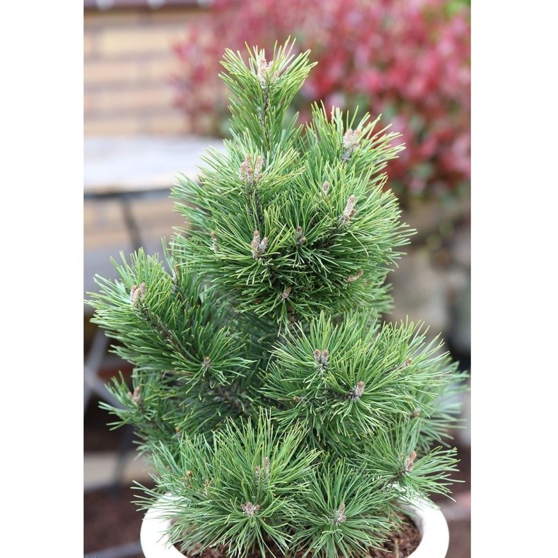 Zakrsle rostoucí jehličnany - Borovice bělokorá Little Dracula výška 125/150cm