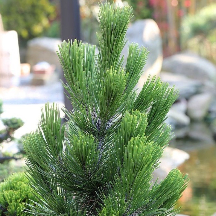 Zakrsle rostoucí jehličnany - Borovice bělokorá 'Little Dracula' výška 50/60cm