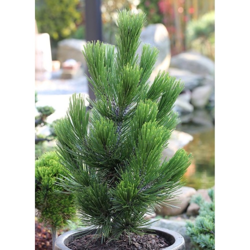 Vzrůstné jehličnany - Borovice bělokorá 'Little Dracula' výška 60/100cm, 80 litrů