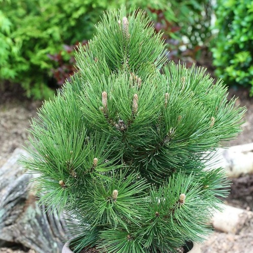 Zakrsle rostoucí jehličnany - Borovice bělokorá 'Malinki' 2,3 litru