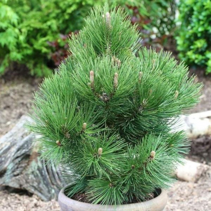 Zakrsle rostoucí jehličnany - Borovice bělokorá 'Malinki' 80/100cm