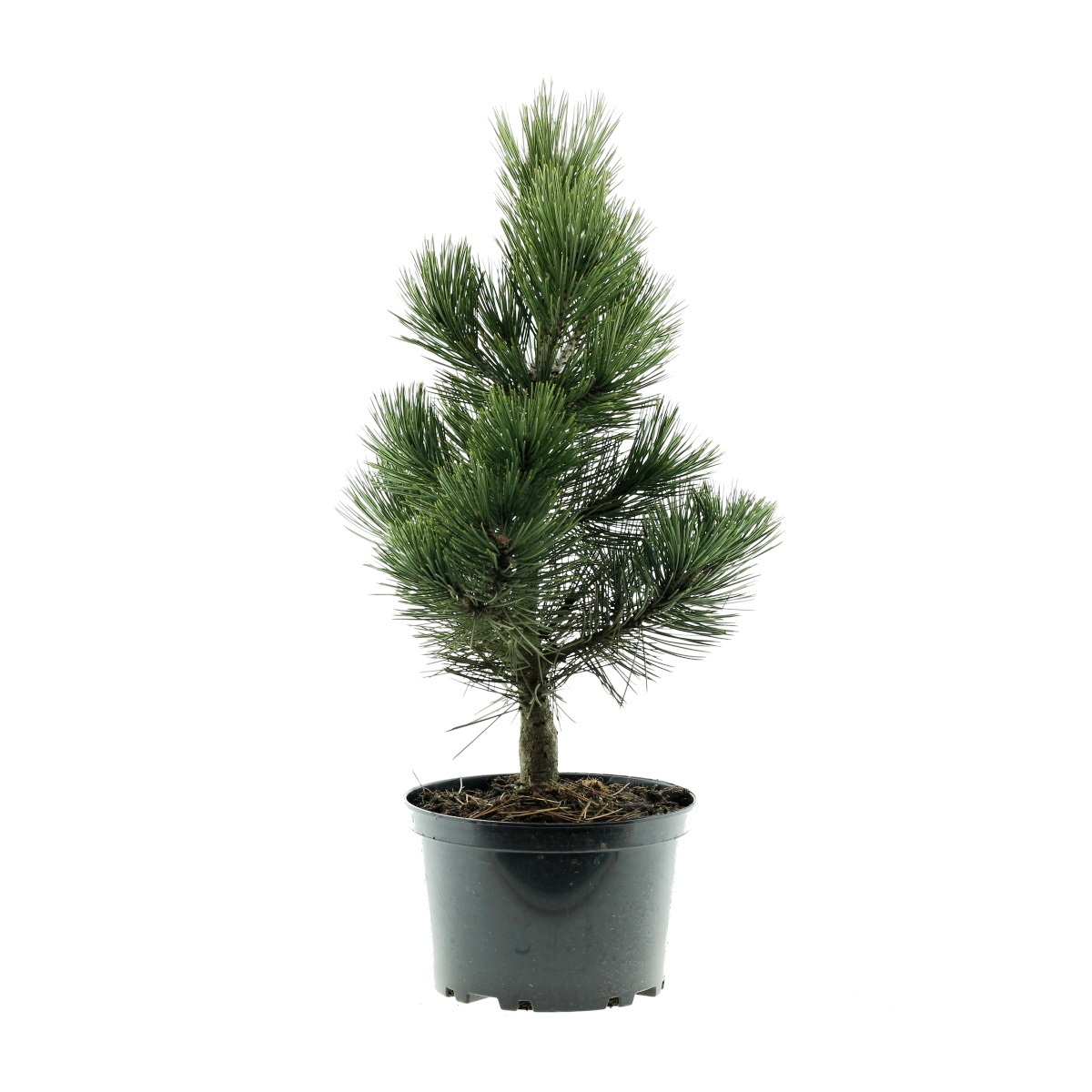 Zakrsle rostoucí jehličnany - Borovice bělokorá Malinki květináč 4 litry