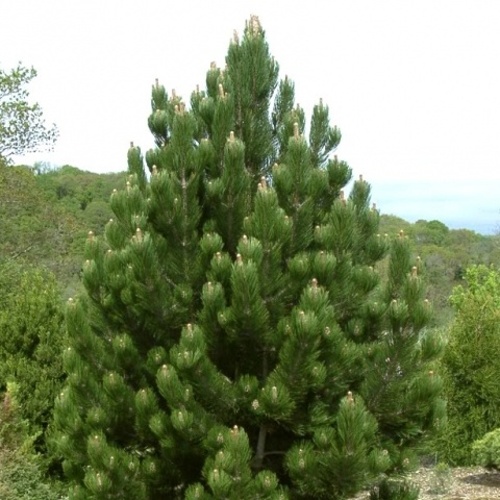 Vzrůstné jehličnany - Borovice bělokorá 'Satellit' 30 litrů