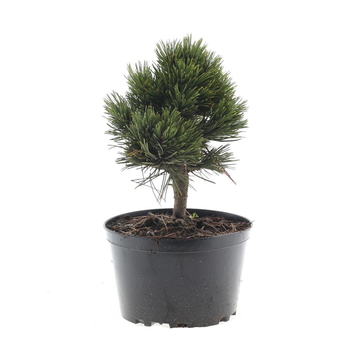 Zakrsle rostoucí jehličnany - Borovice bělokorá Schmidtii 2 litry