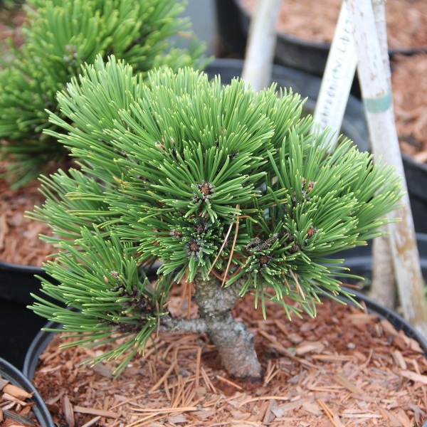 Zakrsle rostoucí jehličnany - Borovice bělokorá 'Schmidtii' 4 litry
