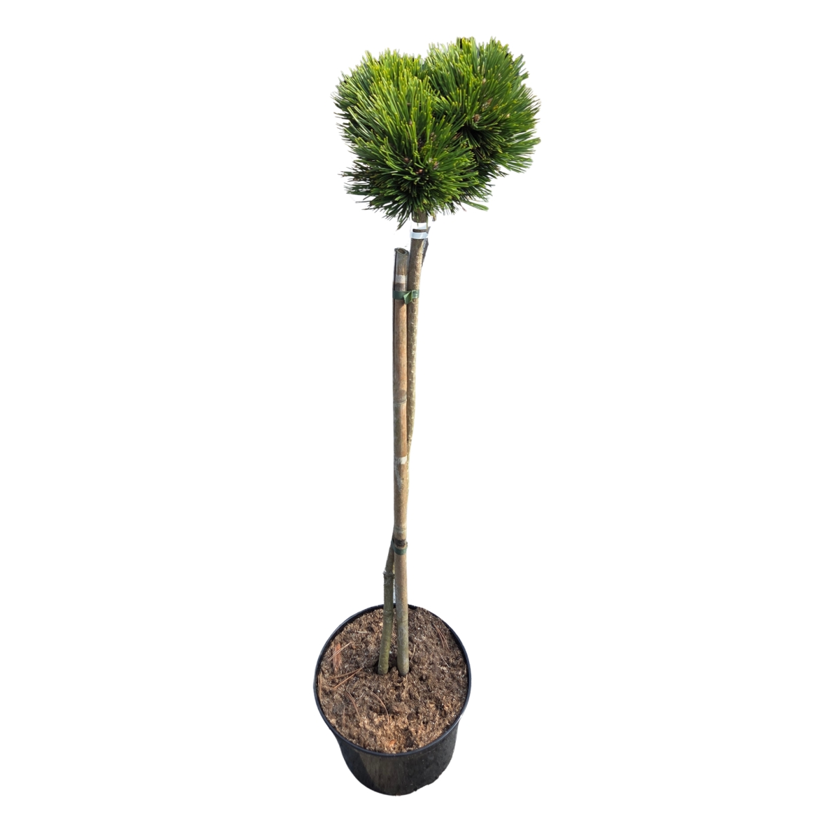 Zakrsle rostoucí jehličnany - borovice bělokorá Schmidtii kmínek 50cm, květináč 4 litry