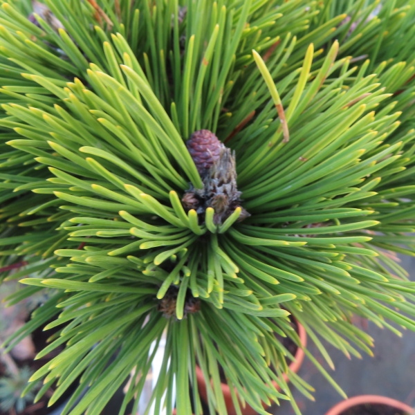 Zakrsle rostoucí jehličnany - Borovice bělokorá 'Schmidtii' kmínek 60cm, 7,5 litru