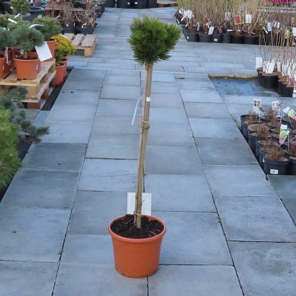 Borovice bělokorá 'Schmidtii' kmínek 60cm, 7,5 litru-0