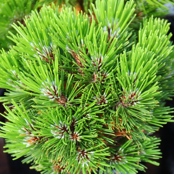 Zakrsle rostoucí jehličnany - Borovice bělokorá 'Schmidtii' kmínek 60cm