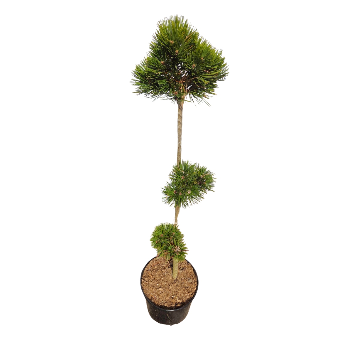 Zakrsle rostoucí jehličnany - Borovice bělokorá Schmidtii víceroub na kmínku, 4 litry