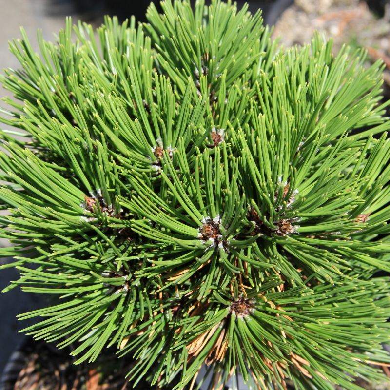 Borovice bělokorá Schmidtii víceroub na kmínku, 4 litry-0