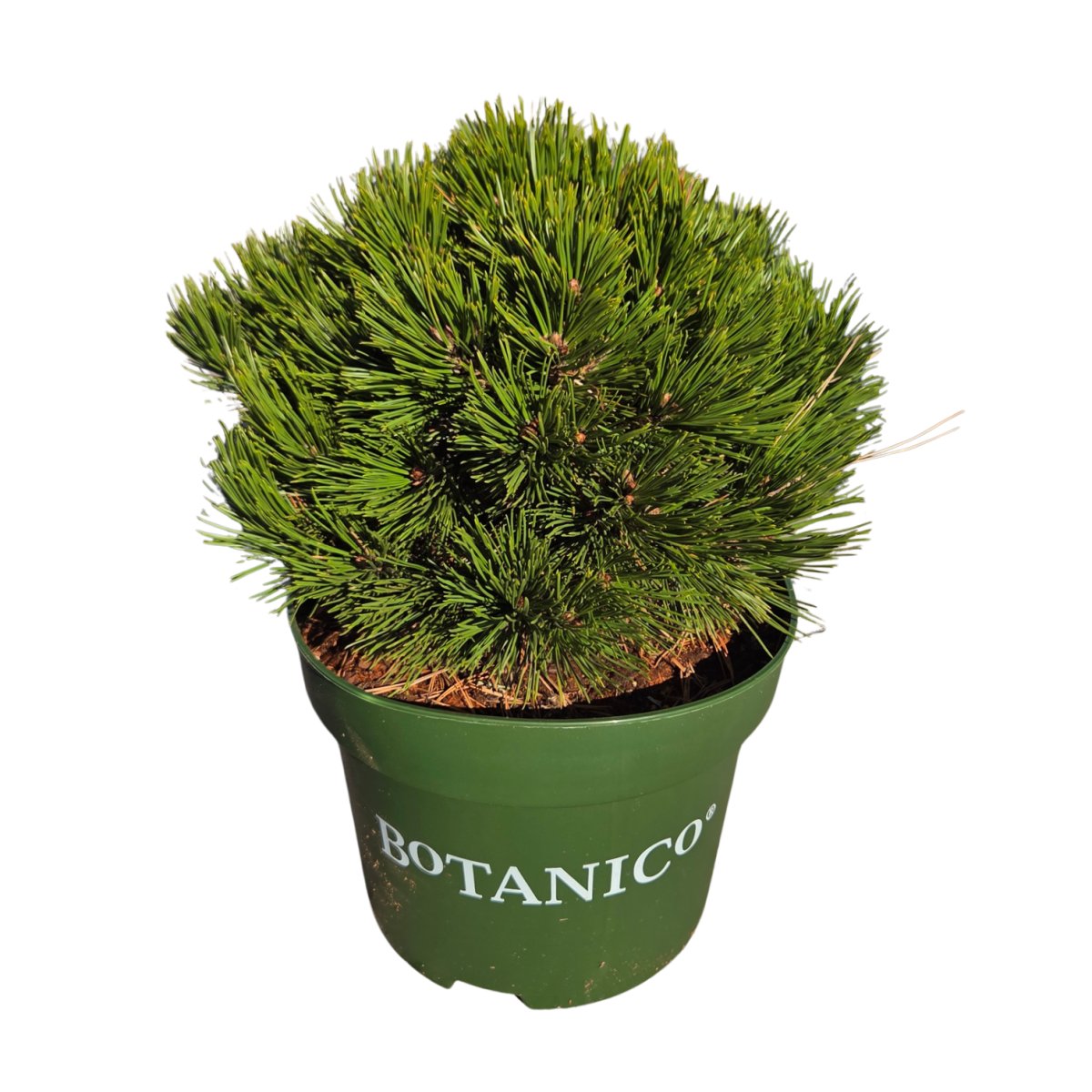 Zakrsle rostoucí jehličnany - Borovice bělokorá 'Schmidtii' výška 25/30cm, květináč 7,5 litru