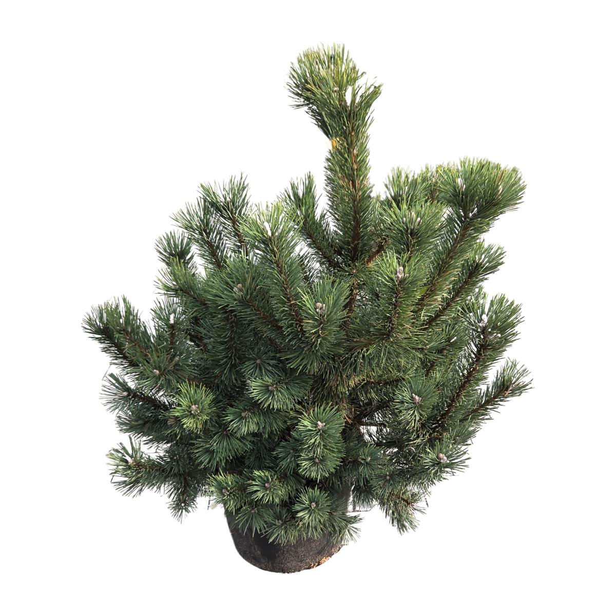 Vzrůstné jehličnany - Borovice blatka Attila výška 60/80cm, květináč 25 litrů