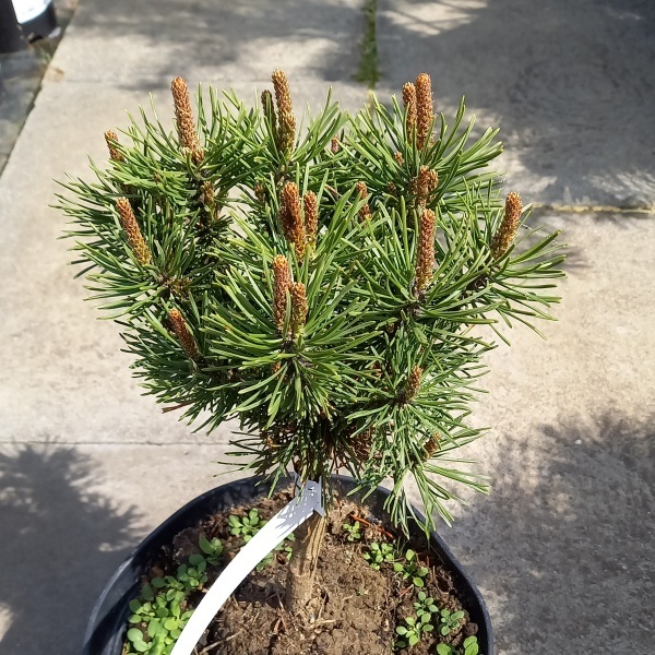 Zakrsle rostoucí jehličnany - Borovice blatka 'Bochník' 3 litry