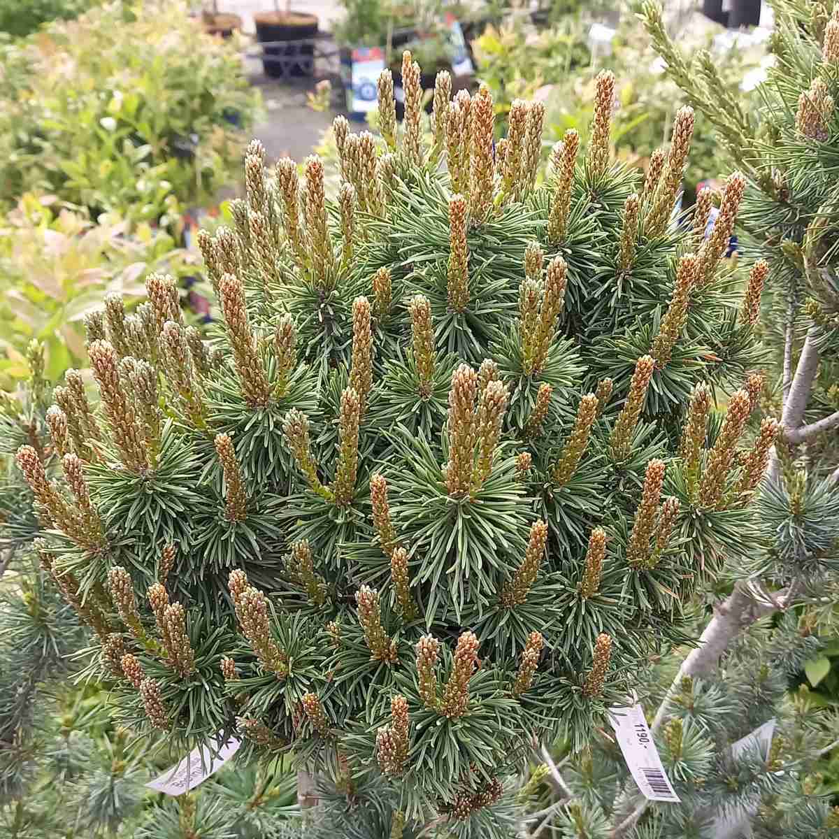 Zakrsle rostoucí jehličnany - Borovice blatka Bochník kmínek 80cm, květináč 5 litrů
