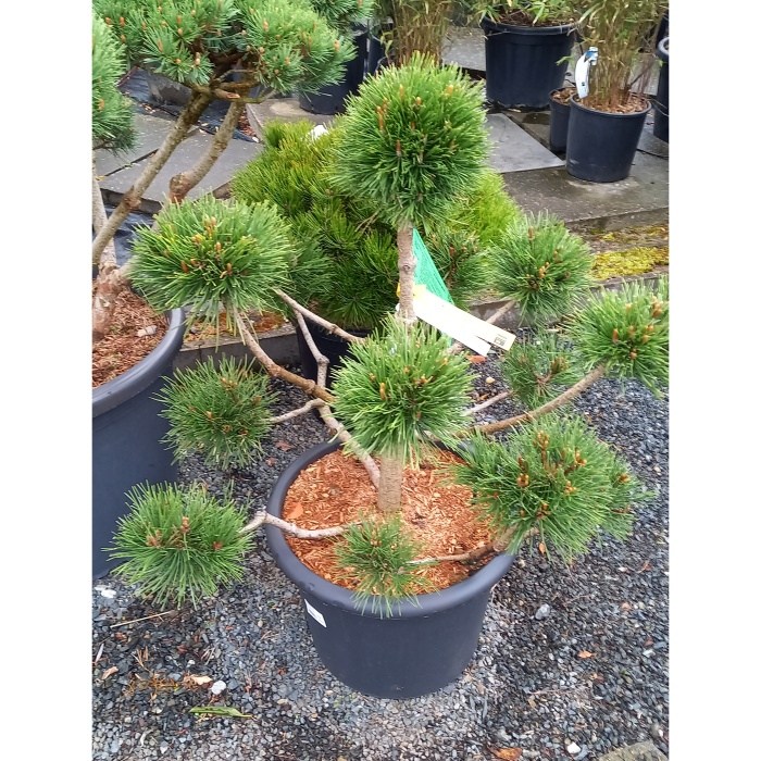 Zakrsle rostoucí jehličnany - Borovice blatka - bonsai 50/60cm, květináč 26 litrů