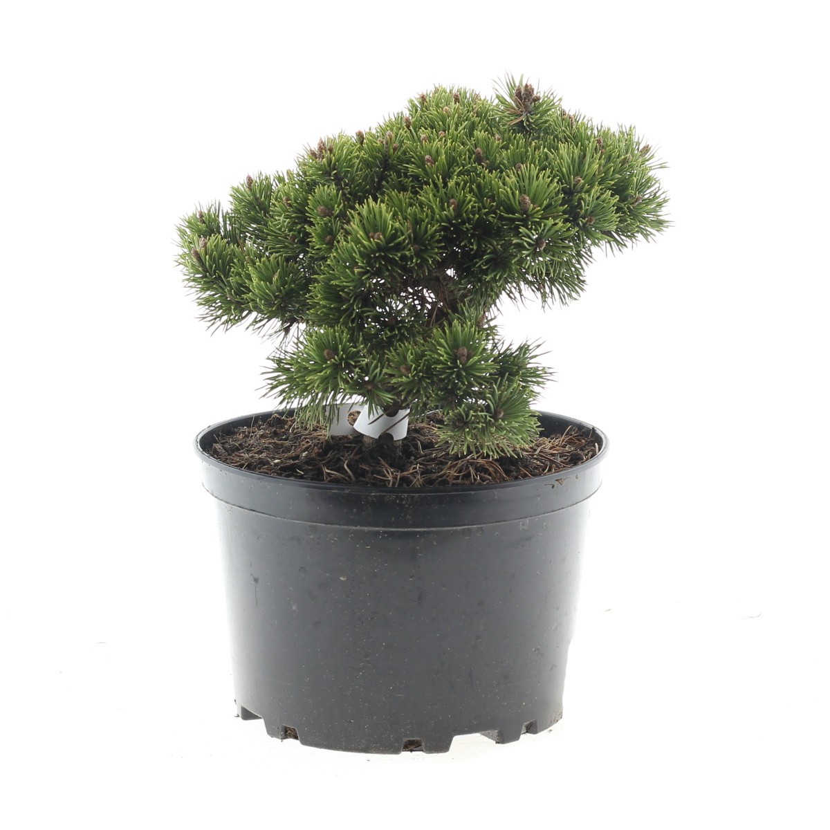 Zakrsle rostoucí jehličnany - Borovice blatka Grüne Welle 5 litrů