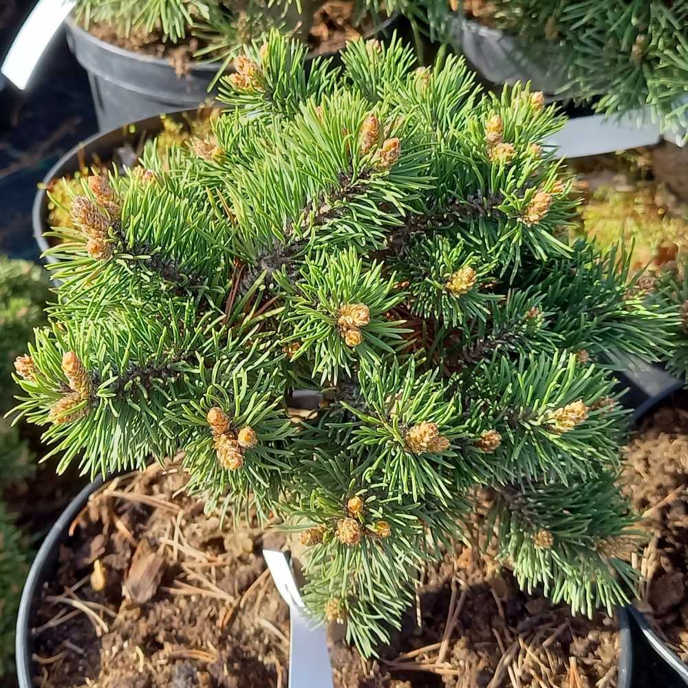 Borovice blatka Grüne Welle 5 litrů-0